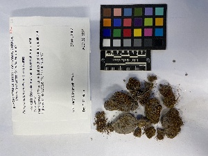  (Pseudocrossidium - UBC-B-B219175)  @11 [ ] (by-nc) (2023) Unspecified University of British Columbia Herbarium
