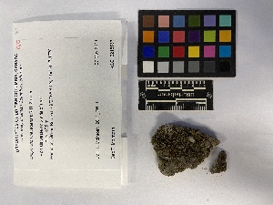  (Sphagnum - UBC-B-B173240)  @11 [ ] (by-nc) (2023) Unspecified University of British Columbia Herbarium