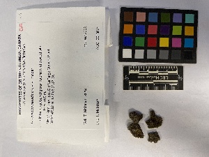  ( - UBC-B-B229313)  @11 [ ] (by-nc) (2023) Unspecified University of British Columbia Herbarium