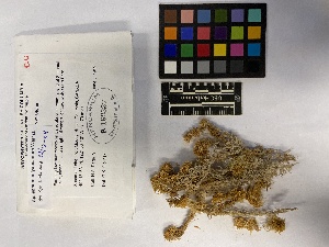  ( - UBC-B-B218633)  @11 [ ] (by-nc) (2023) Unspecified University of British Columbia Herbarium