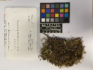  ( - UBC-B-B108338)  @11 [ ] (by-nc) (2023) Unspecified University of British Columbia Herbarium