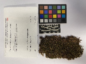  ( - UBC-B-B193497)  @11 [ ] (by-nc) (2023) Unspecified University of British Columbia Herbarium