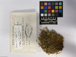  ( - UBC-B-B218111)  @11 [ ] (by-nc) (2023) Unspecified University of British Columbia Herbarium