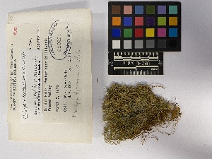  ( - UBC-B-B210561)  @11 [ ] (by-nc) (2023) Unspecified University of British Columbia Herbarium