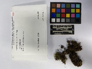  (Metzgeria americana - UBC-B-B210251)  @11 [ ] (by-nc) (2023) Unspecified University of British Columbia Herbarium