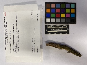  ( - UBC-B-B210252)  @11 [ ] (by-nc) (2023) Unspecified University of British Columbia Herbarium