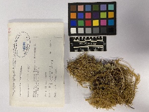  ( - UBC-B-B174792)  @11 [ ] (by-nc) (2023) Unspecified University of British Columbia Herbarium