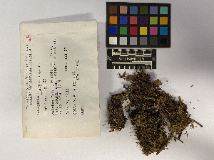  ( - UBC-B-B228879)  @11 [ ] (by-nc) (2023) Unspecified University of British Columbia Herbarium