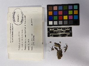  ( - UBC-B-B247327)  @11 [ ] (by-nc) (2023) Unspecified University of British Columbia Herbarium