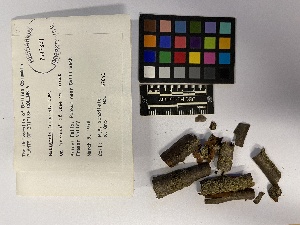  (Metzgeria temperata - UBC-B-B246030)  @11 [ ] (by-nc) (2023) Unspecified University of British Columbia Herbarium