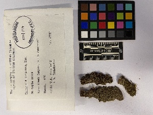  ( - UBC-B-B99564)  @11 [ ] (by-nc) (2023) Unspecified University of British Columbia Herbarium