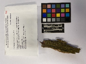 (Metzgeria leptoneura - UBC-B-B23137)  @11 [ ] (by-nc) (2023) Unspecified University of British Columbia Herbarium