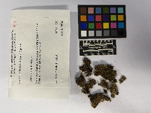  ( - UBC-B-B4500)  @11 [ ] (by-nc) (2023) Unspecified University of British Columbia Herbarium