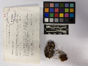  ( - UBC-B-B9382)  @11 [ ] (by-nc) (2023) Unspecified University of British Columbia Herbarium