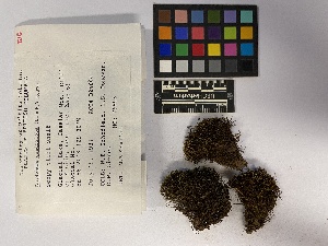  ( - UBC-B-B24604)  @11 [ ] (by-nc) (2023) Unspecified University of British Columbia Herbarium