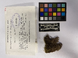  (Schljakovianthus quadrilobus - UBC-B-B60320)  @11 [ ] (by-nc) (2023) Unspecified University of British Columbia Herbarium