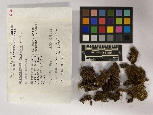  ( - UBC-B-B99304)  @11 [ ] (by-nc) (2023) Unspecified University of British Columbia Herbarium