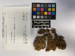  ( - UBC-B-B182094)  @11 [ ] (by-nc) (2023) Unspecified University of British Columbia Herbarium