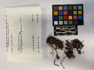  (Fissidens aphelotaxifolius - UBC-B-B107053)  @11 [ ] (by-nc) (2023) Unspecified University of British Columbia Herbarium