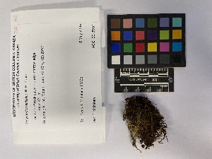  (Didymodon eckeliae - UBC-B-B218551)  @11 [ ] (by-nc) (2023) Unspecified University of British Columbia Herbarium