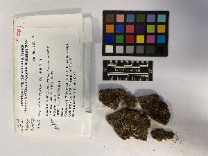  ( - UBC-B-B229171)  @11 [ ] (by-nc) (2023) Unspecified University of British Columbia Herbarium
