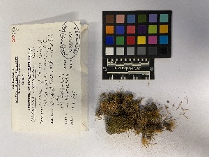  ( - UBC-B-B216261)  @11 [ ] (by-nc) (2023) Unspecified University of British Columbia Herbarium