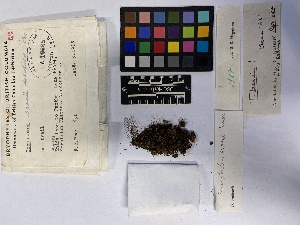  (Trematodon asanoi - UBC-B-B16665)  @11 [ ] (by-nc) (2023) Unspecified University of British Columbia Herbarium