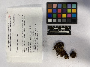  (Pleuridium acuminatum - UBC-B-B229555)  @11 [ ] (by-nc) (2023) Unspecified University of British Columbia Herbarium