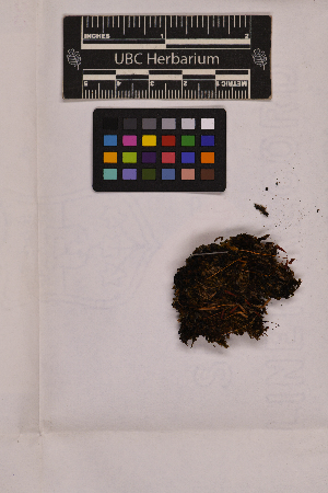  ( - UBC-B-B103525)  @11 [ ] (by-nc) (2025) Unspecified University of British Columbia Herbarium
