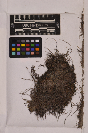  ( - UBC-B-B106019)  @11 [ ] (by-nc) (2025) Unspecified University of British Columbia Herbarium