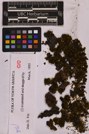  (Orthotrichum cucullatum - UBC-B-B119590)  @11 [ ] (by-nc) (2025) Unspecified University of British Columbia Herbarium