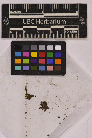  ( - UBC-B-B136375)  @11 [ ] (by-nc) (2025) Unspecified University of British Columbia Herbarium