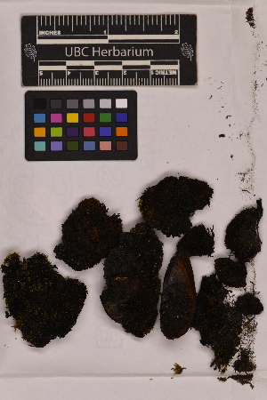  ( - UBC-B-B139516)  @11 [ ] (by-nc) (2025) Unspecified University of British Columbia Herbarium
