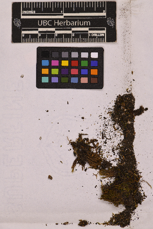  (Bryum calobryoides - UBC-B-B14028)  @11 [ ] (by-nc) (2025) Unspecified University of British Columbia Herbarium
