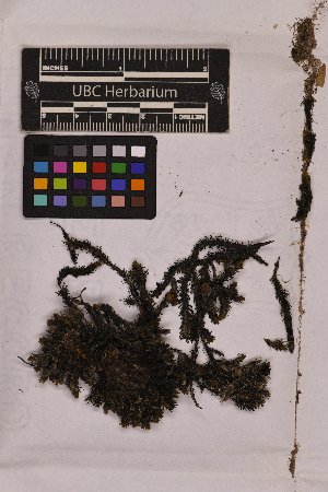  (Scouleria - UBC-B-B14753)  @11 [ ] (by-nc) (2025) Unspecified University of British Columbia Herbarium