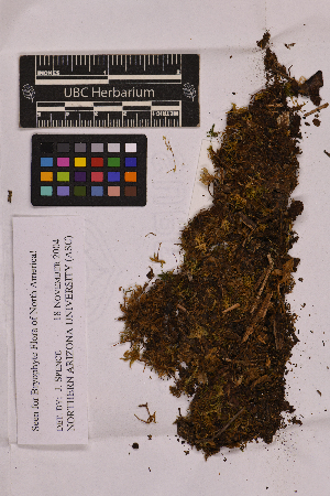  (Rhodobryum - UBC-B-B150426)  @11 [ ] (by-nc) (2025) Unspecified University of British Columbia Herbarium