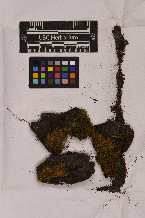  ( - UBC-B-B151518)  @11 [ ] (by-nc) (2025) Unspecified University of British Columbia Herbarium