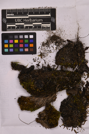  (Arctoa blyttii - UBC-B-B154329)  @11 [ ] (by-nc) (2025) Unspecified University of British Columbia Herbarium
