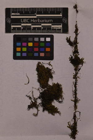  ( - UBC-B-B15559)  @11 [ ] (by-nc) (2025) Unspecified University of British Columbia Herbarium