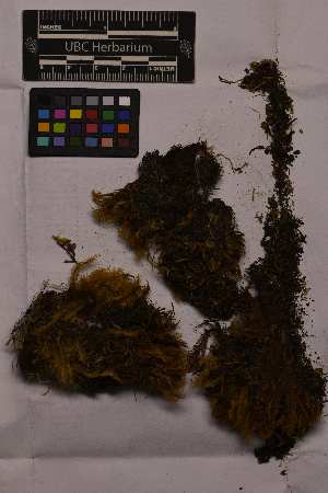  ( - UBC-B-B158911)  @11 [ ] (by-nc) (2025) Unspecified University of British Columbia Herbarium
