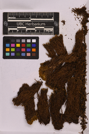  (Leucobryaceae - UBC-B-B164907)  @11 [ ] (by-nc) (2025) Unspecified University of British Columbia Herbarium