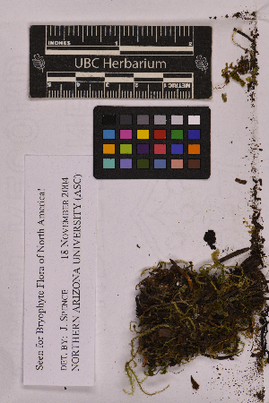  ( - UBC-B-B167412)  @11 [ ] (by-nc) (2025) Unspecified University of British Columbia Herbarium