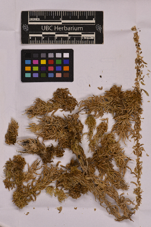  ( - UBC-B-B169291)  @11 [ ] (by-nc) (2025) Unspecified University of British Columbia Herbarium