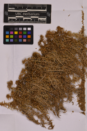 (Sphagnum mendocinum - UBC-B-B169309)  @11 [ ] (by-nc) (2025) Unspecified University of British Columbia Herbarium