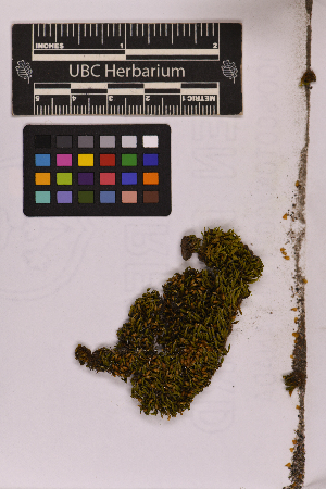  ( - UBC-B-B173984)  @11 [ ] (by-nc) (2025) Unspecified University of British Columbia Herbarium