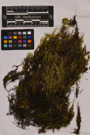  ( - UBC-B-B177898)  @11 [ ] (by-nc) (2025) Unspecified University of British Columbia Herbarium