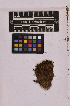  ( - UBC-B-B194633)  @11 [ ] (by-nc) (2025) Unspecified University of British Columbia Herbarium
