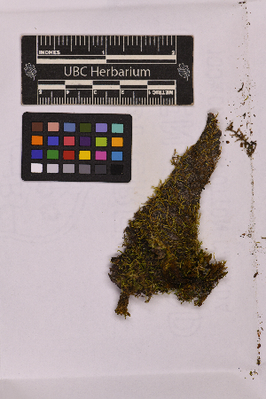  ( - UBC-B-B195293)  @11 [ ] (by-nc) (2025) Unspecified University of British Columbia Herbarium