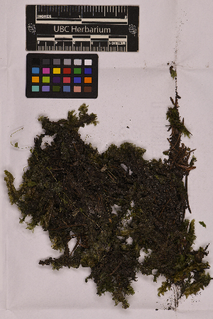  (Hookeriaceae - UBC-B-B202645)  @11 [ ] (by-nc) (2025) Unspecified University of British Columbia Herbarium
