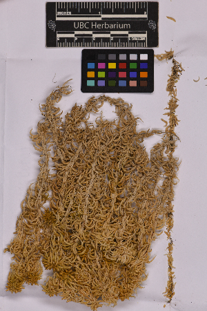  ( - UBC-B-B205864)  @11 [ ] (by-nc) (2025) Unspecified University of British Columbia Herbarium